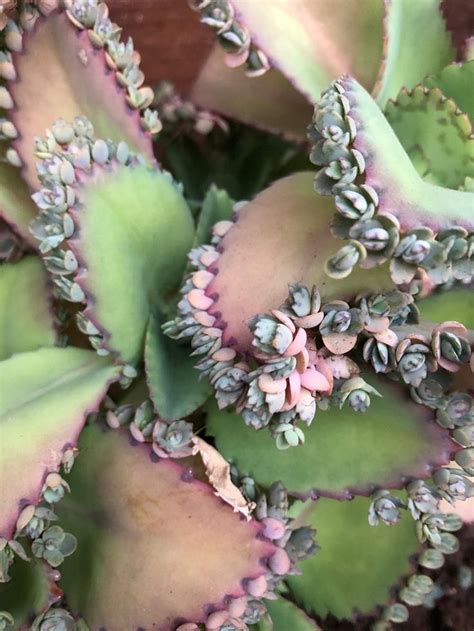 RARE Mother of Thousands Millions Babies SIX per ORDER | Etsy in 2021 | Succulents, Plants, Orchids