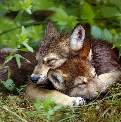 302 best images about Wolf puppy on Pinterest | Wolves, A wolf and ...