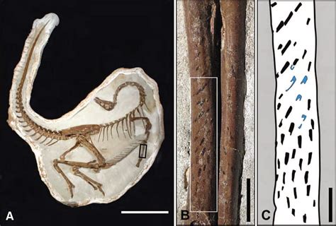 Palaeos, la historia de la Vida en la Tierra: Las plumas del dinosaurio