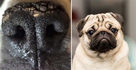 If Your Pug's Nose Is Dry & Crusty, It Might Be Nasal Hyperkeratosis ...