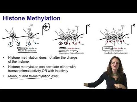 2. Histone acetylation and histone methylation - YouTube