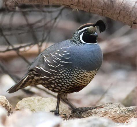 California Quail | Pinturas de aves, Hembras, Animales