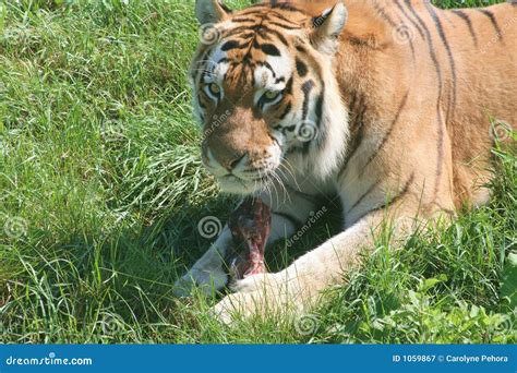 Hungry Tiger Royalty Free Stock Photography - Image: 1059867