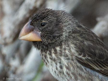 Galapagos Birds