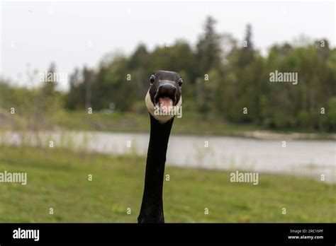 Goose hissing at camera - canadian goose attacking - goose tongue funny ...