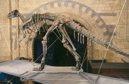 Skeleton of Mantellisaurus atherfieldensis on display at the Natural ...