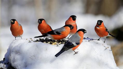 Bullfinch Birds On Standing On Snow During Winter HD Birds Wallpapers | HD Wallpapers | ID #55884