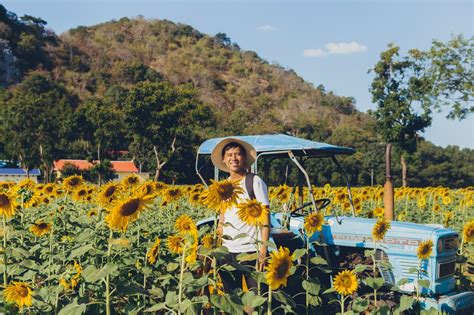 A Day Trip from Bangkok (Part 2) - Lopburi Sunflower Fields & Monkey ...