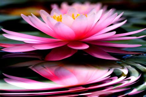 Zen Lotus HD Wallpapers - Top Free Zen Lotus HD Backgrounds - WallpaperAccess