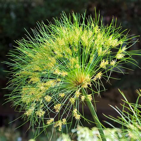 Buy Cyperus papyrus, Aquatic plant Online - Nursery Nisarga