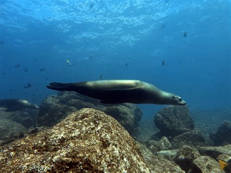 A Sea Lion Swimming Underwater · Free Stock Photo