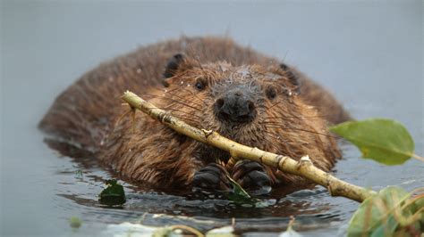 American Beaver – Bing Wallpaper Download