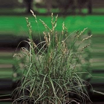 Carex Muskingumensis - Tropical Plant Guy