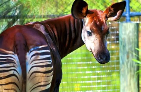 Okapi - Description, Habitat, Image, Diet, and Interesting Facts