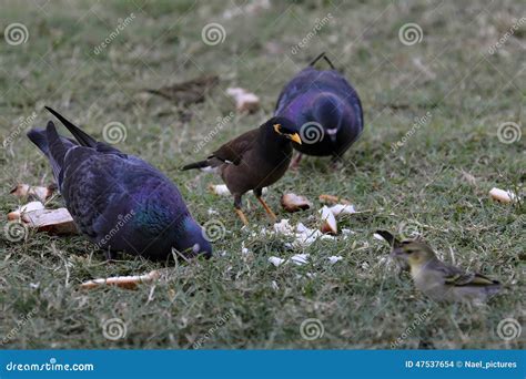 Birds eating bread stock photo. Image of feeding, animal - 47537654