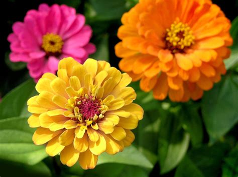 Popular Zinnia Varieties: Different Types Of Zinnia Flowers For The Garden