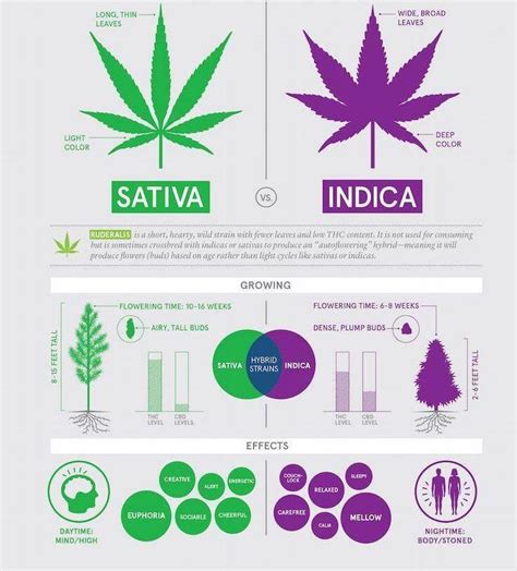 Indica VS Sativa High Difference - NCSM