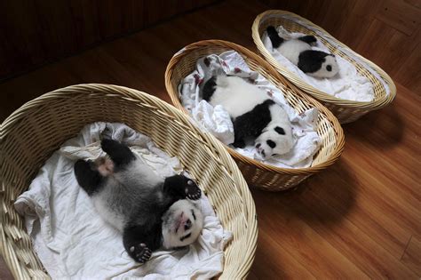 Baby Pandas Sleeping in Baskets | TIME