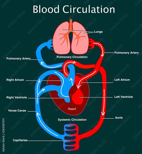 Vector Of Blood Flow In Human Circulatory System Illu - vrogue.co