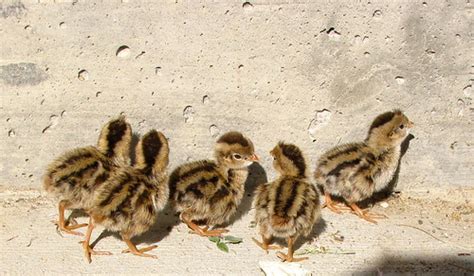 Male Or Female California Quail Chicks?