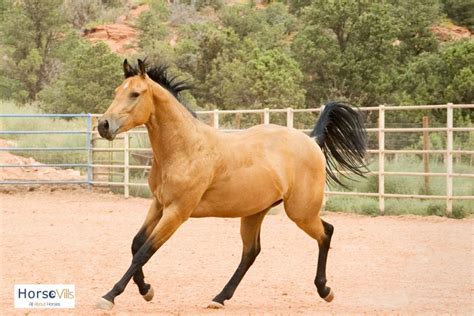 Buckskin Horse Facts, Origins & Colors (W/ Pictures & Videos)