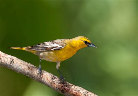 Bullock's Oriole — Sacramento Audubon Society