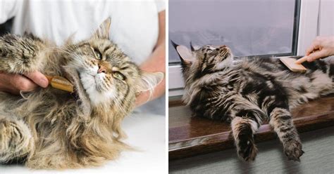 Maine Coon Grooming Tips - MaineCoon.org