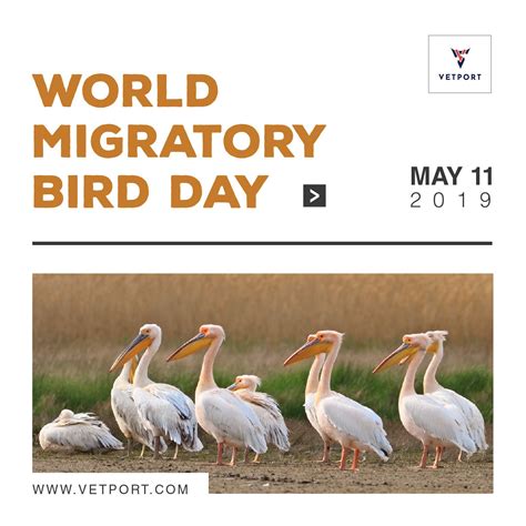 World Migratory Bird Day | Veterinary, Migratory birds, Bird