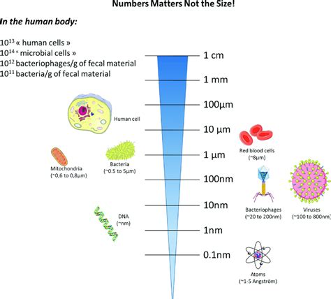 Relative sizes of major host cells and their components versus those of... | Download Scientific ...