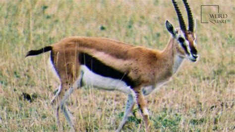 Interesting facts about grant's gazelle by weird square - YouTube