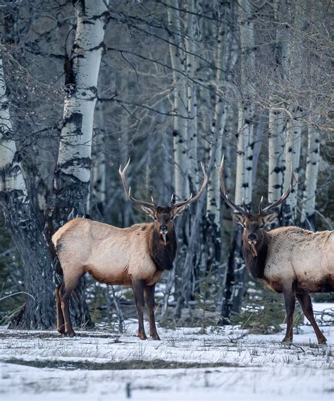 Wildlife | Banff & Lake Louise Tourism