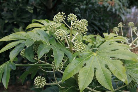 How to Grow and Care for Japanese Aralia Indoors | Fatsia japonica ...