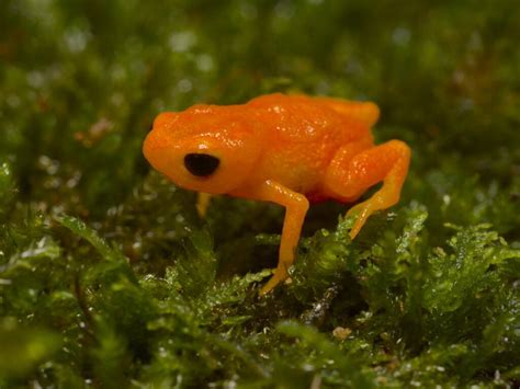 Pumpkin toadlet: habitat and characteristics