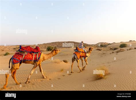 Camel safari, Thar Desert, Rajasthan, India Stock Photo - Alamy