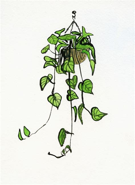 Hanging plant | Plant sketches, Plant painting, Plant drawing