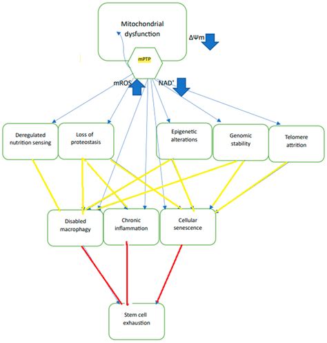 IJMS | Free Full-Text | The Reduction in the Mitochondrial Membrane Potential in Aging: The Role ...