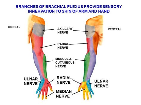 Median nerve, Ulnar nerve exercises, Radial nerve