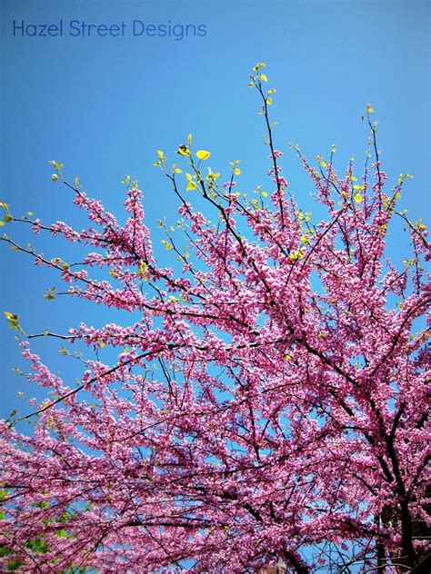 Living in My Pajamas: Pink Spring Trees