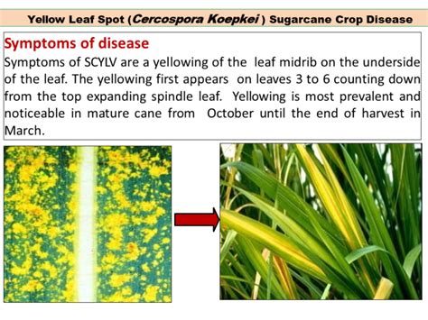 Yellow Leaf Spot (Cercospora Koepkei ) Sugarcane Crop Disease