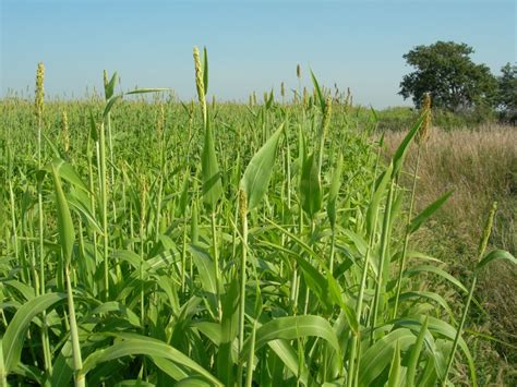 Forage and Grazing Tips | Announce | University of Nebraska-Lincoln