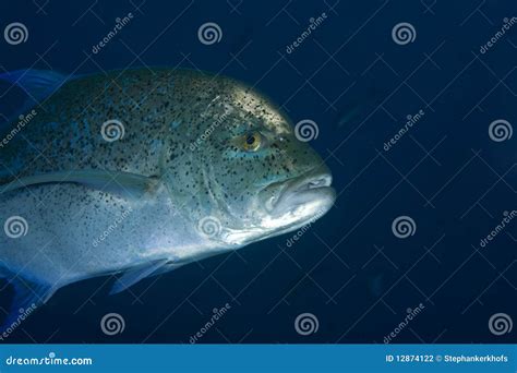 Bluefin trevally stock photo. Image of saltwater, nature - 12874122