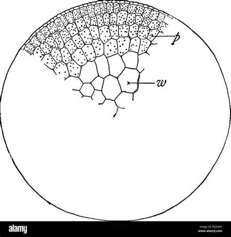 Chlorenchyma hi-res stock photography and images - Alamy