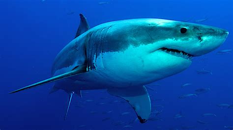 Deep Blue, a real-life 'Jaws,' caught on camera off the coast of Mexico ...