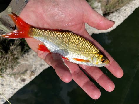 50 Fish, 50 States: Rudd of South Dakota - Cool Green Science