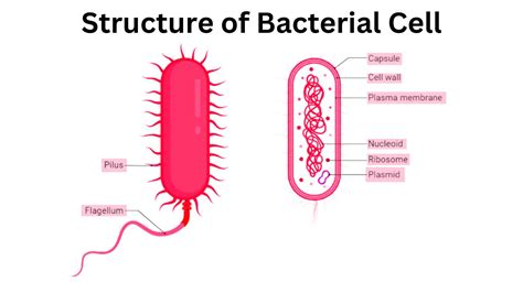 Structure of Bacterial Cell