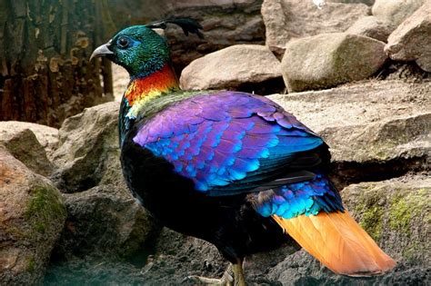 Himalayan Monal ~ Birds World