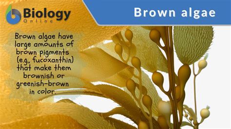 Brown algae - Definition and Examples - Biology Online Dictionary