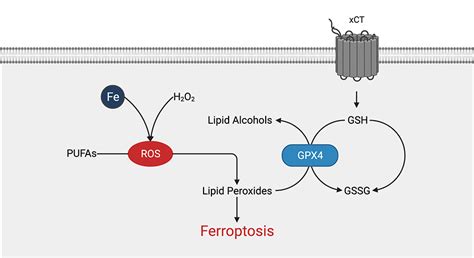 The Ferroptosis Pathway | Rockland