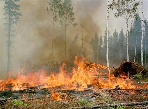 Plant Life: Deforestation