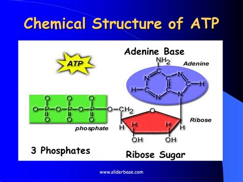 Adp Structure : Difference Between ADP and ATP | Comparison of Physical and Functional ...